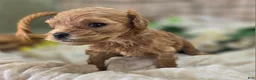Cockapoo dogs for sale: Girdle - Ad 22