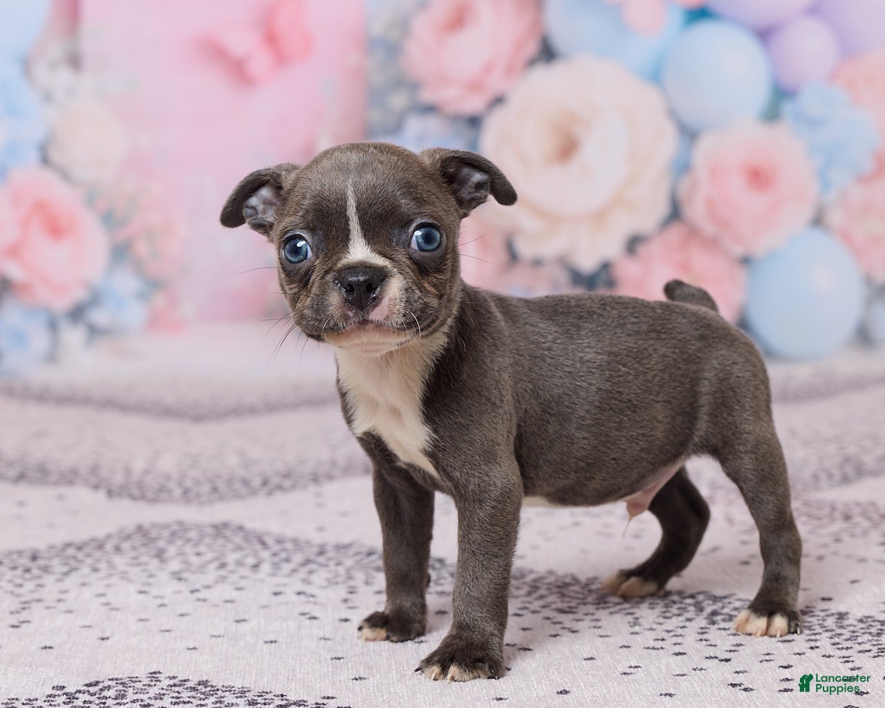 Boston Terrier dogs Jim - Ad 2