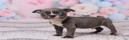 Boston Terrier dogs for sale: Jim - Ad 2