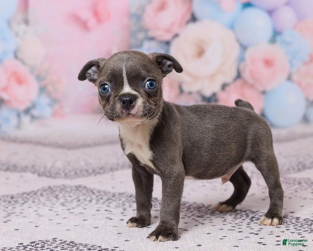 Boston Terrier dogs for sale: Jim - Ad 2