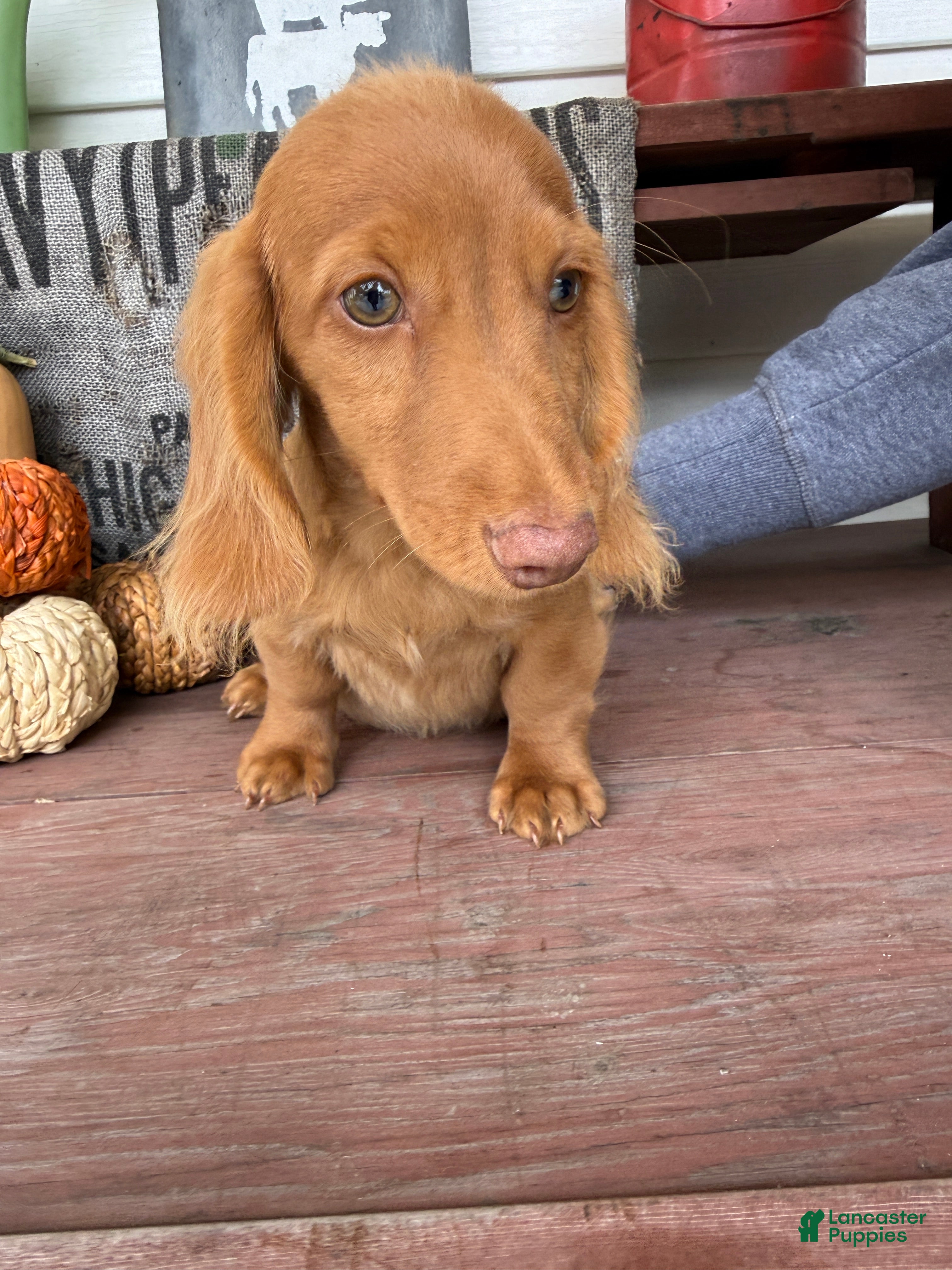 Miniature Dachshund dogs Toby - Ad 1