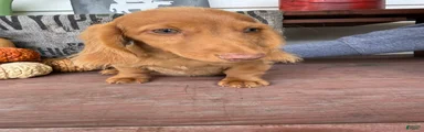 Toby