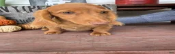Miniature Dachshund dogs for sale: Toby - Ad 1