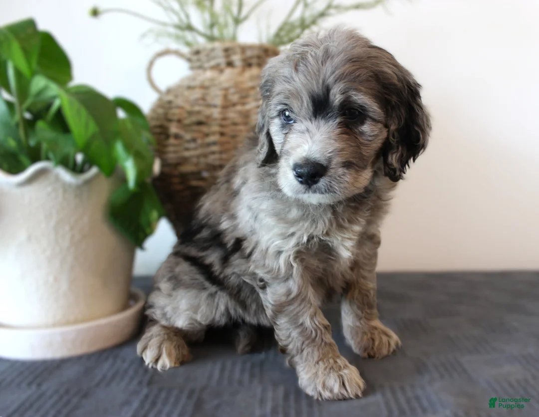 Mini Goldendoodle dogs for sale: Griffin - Ad 1