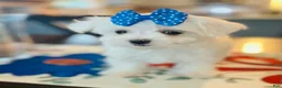 Maltese dogs for sale: Teacup Daina - Ad 4