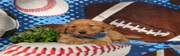 Golden Retriever dogs for sale: Flynn - Ad 5
