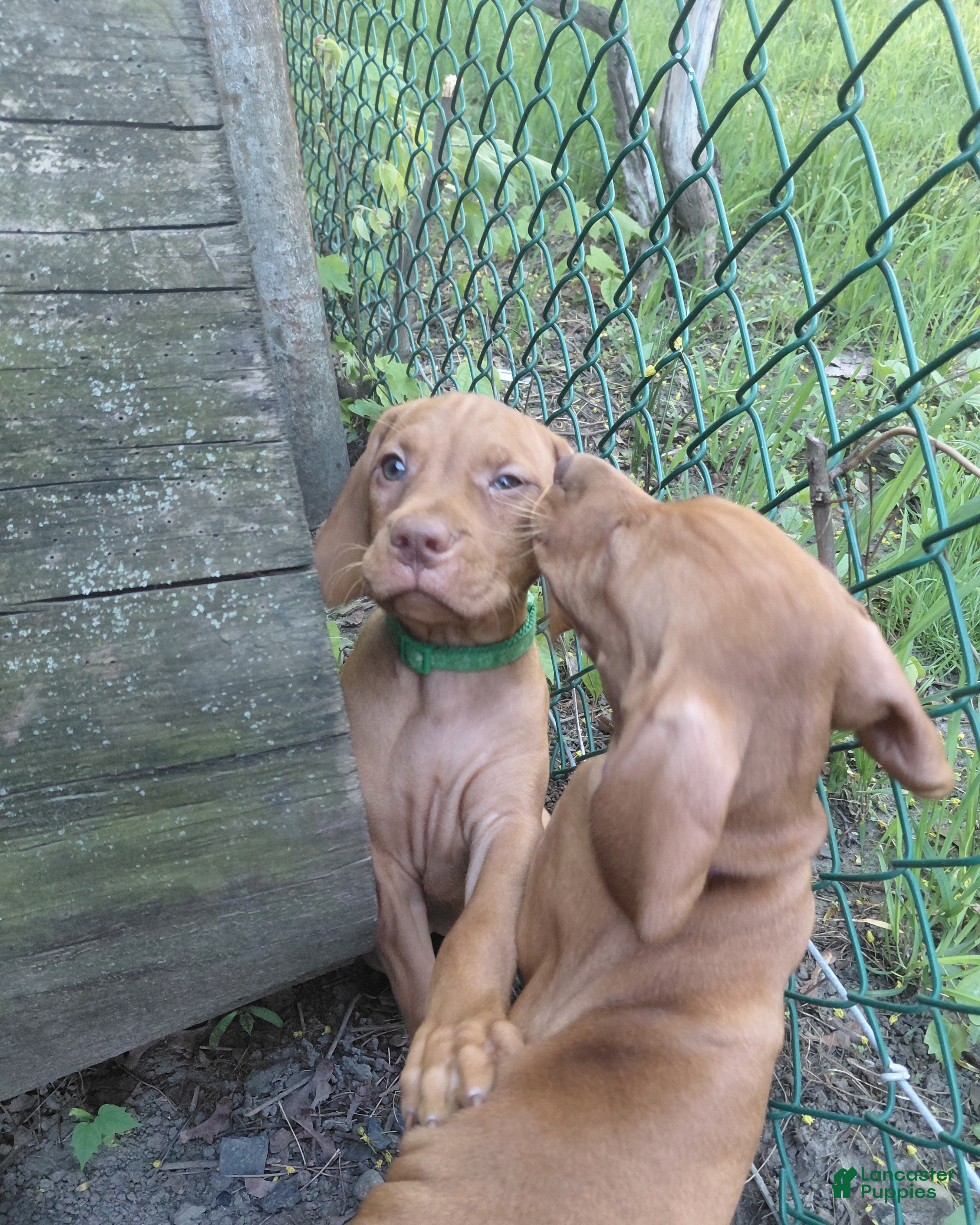 Vizsla dogs Green Collar - Ad 5