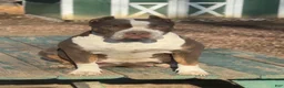 American Bully dogs for sale: Myla - Ad 7