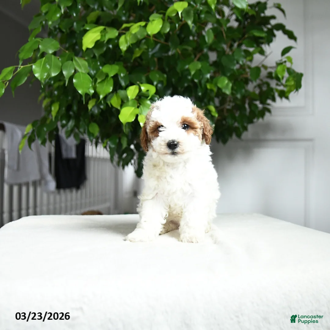 Miniature Poodle dogs for sale:  Georgina - Ad 1