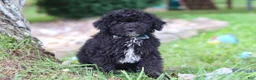 Yorkiepoo dogs for sale: Bubba - Ad 4