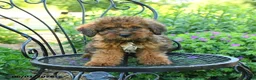 Mixed Breed dogs for sale: Payton - Ad 2