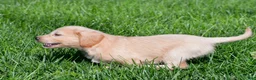 Labradoodle dogs for sale: Mindy - Ad 6