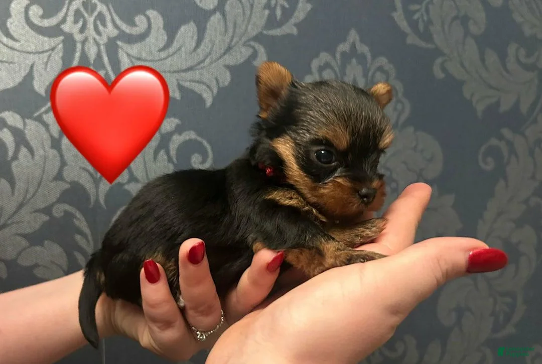Yorkshire Terrier dogs for sale: Sara - Ad 3
