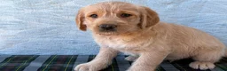 Labradoodle dogs for sale: Labradoodle 5 - Ad 5
