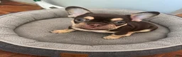 French Bulldog dogs for sale: French Bulldog 2 - Ad 3