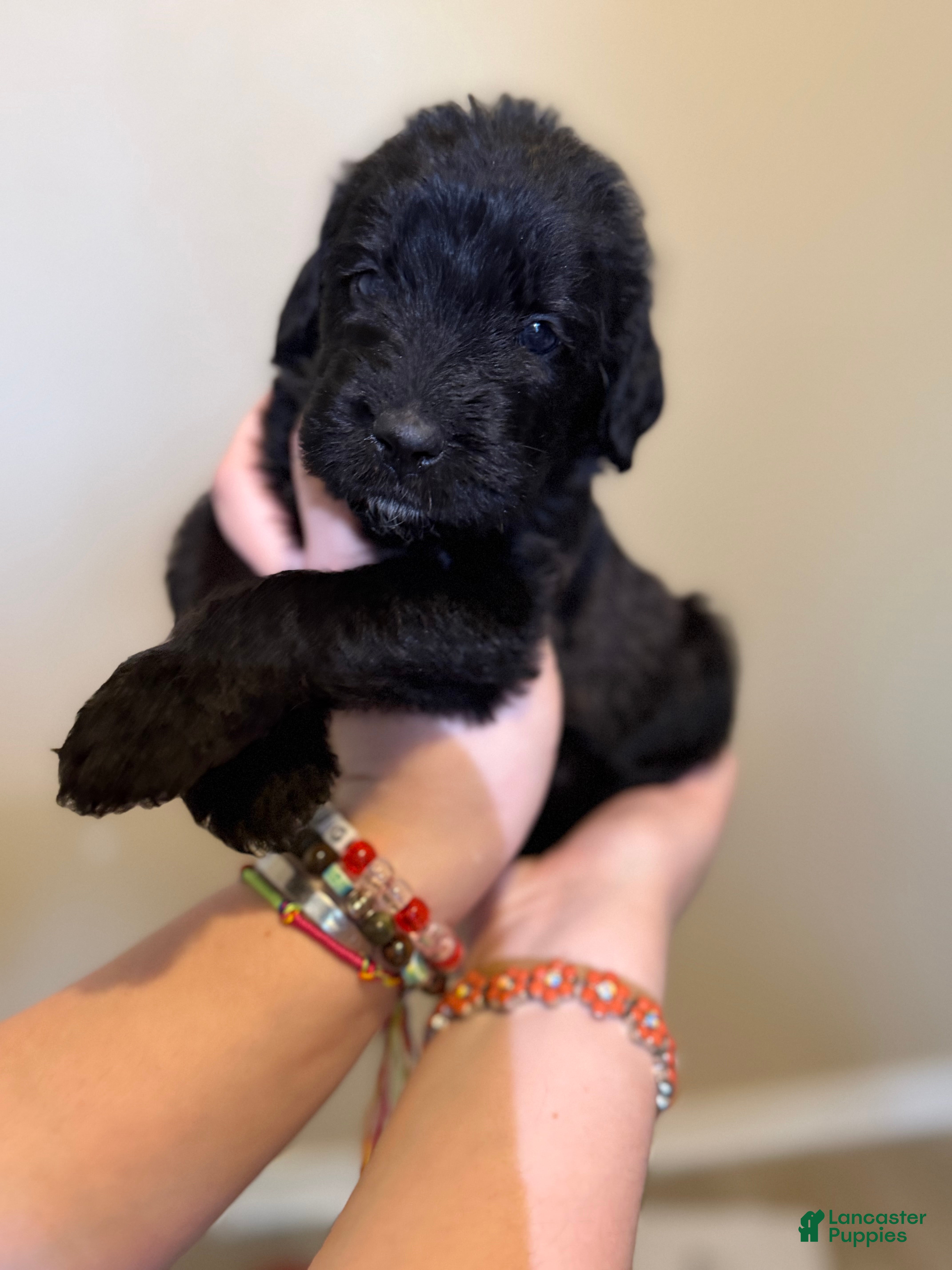 Mixed Breed dogs French Fry - Ad 2