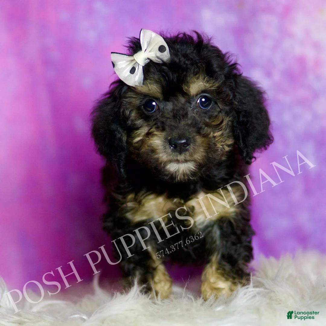 Standard Poodle dogs for sale: Taco - Ad 2