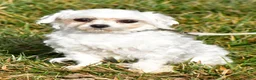 Maltipoo dogs for sale: Nugget - Ad 9