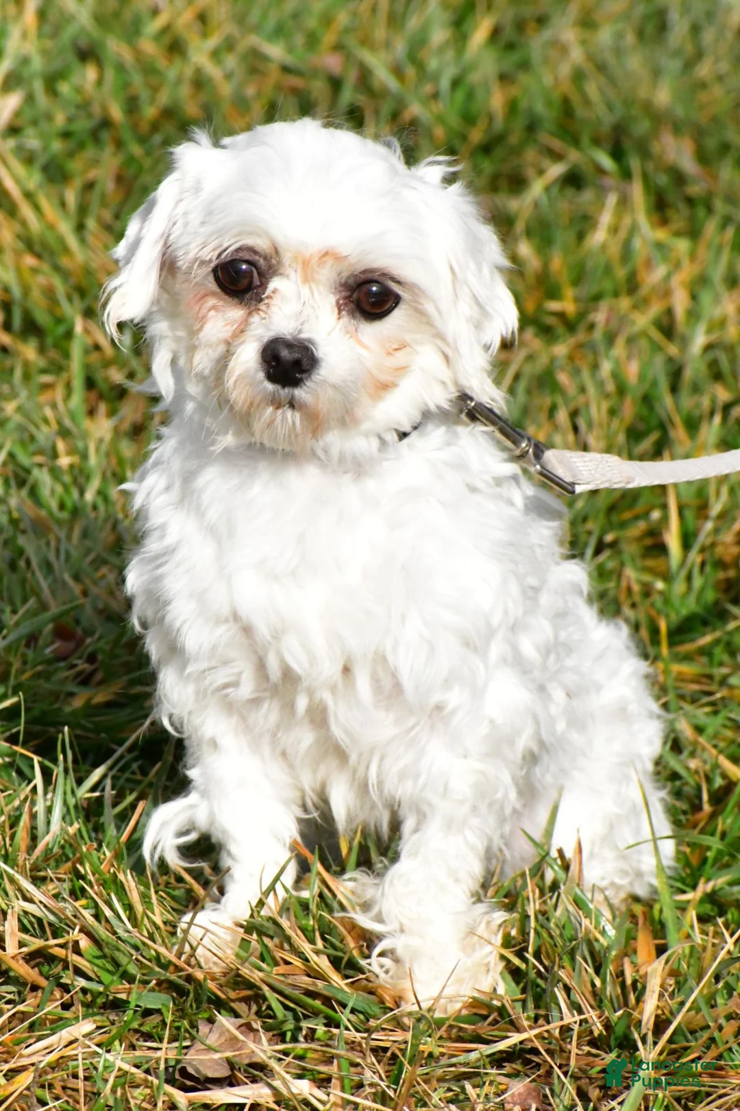 Maltipoo dogs for sale: Nugget - Ad 9