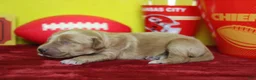 Goldendoodle dogs for sale: Sparky  - Ad 5