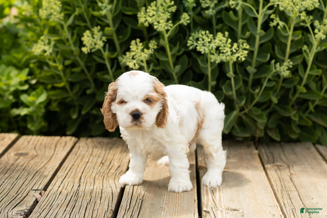 Cocker Spaniel dogs for sale: Reggie  - Ad 2