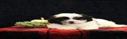 Teddy Bear dogs for sale: Pepper - Ad 3