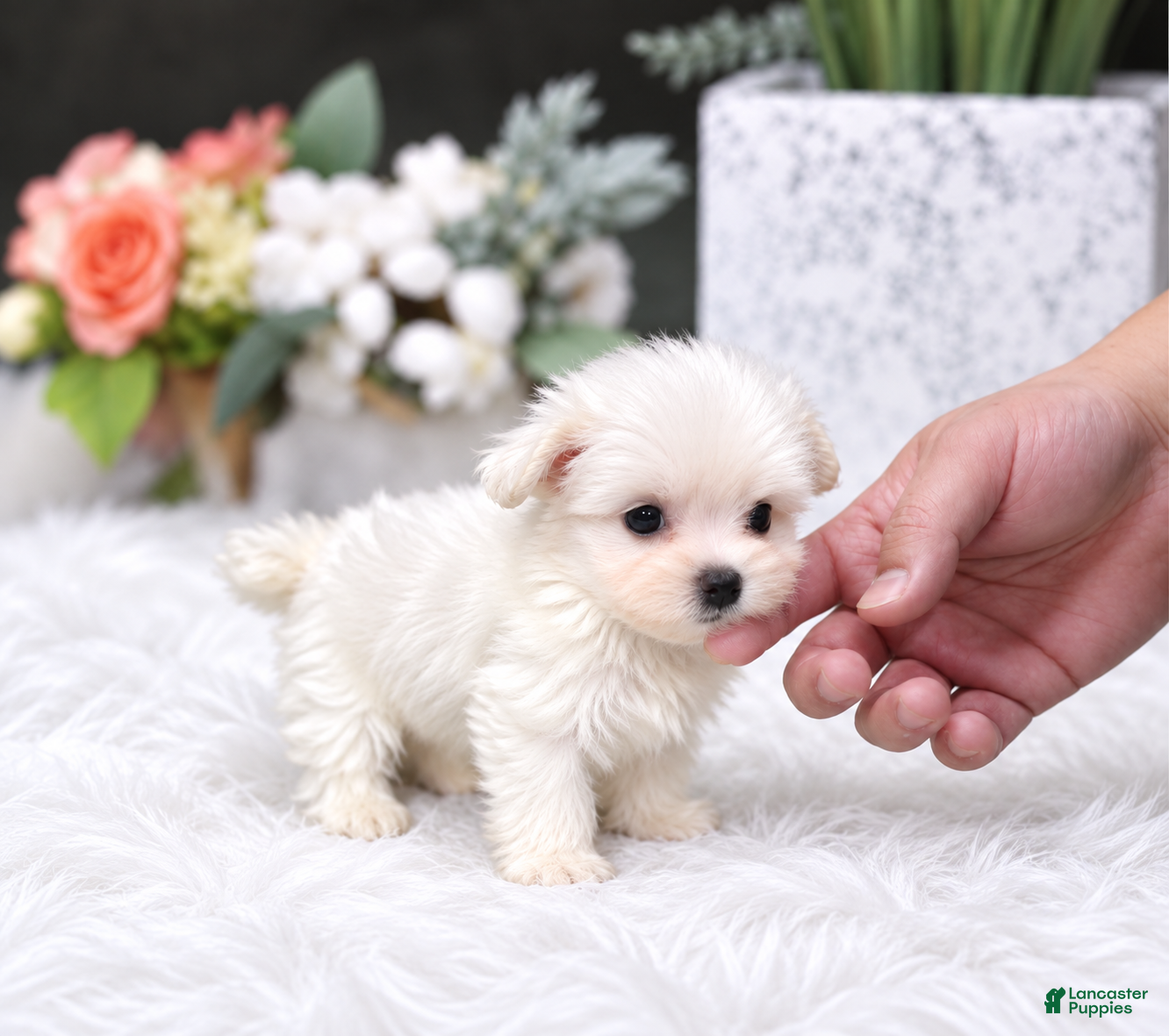 Maltese