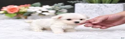 Maltese dogs for sale: Teacup Maltese 1 - Ad 1