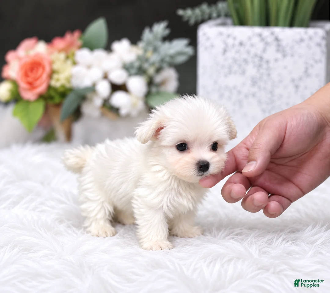 Maltese dogs for sale: Teacup Maltese 1 - Ad 1