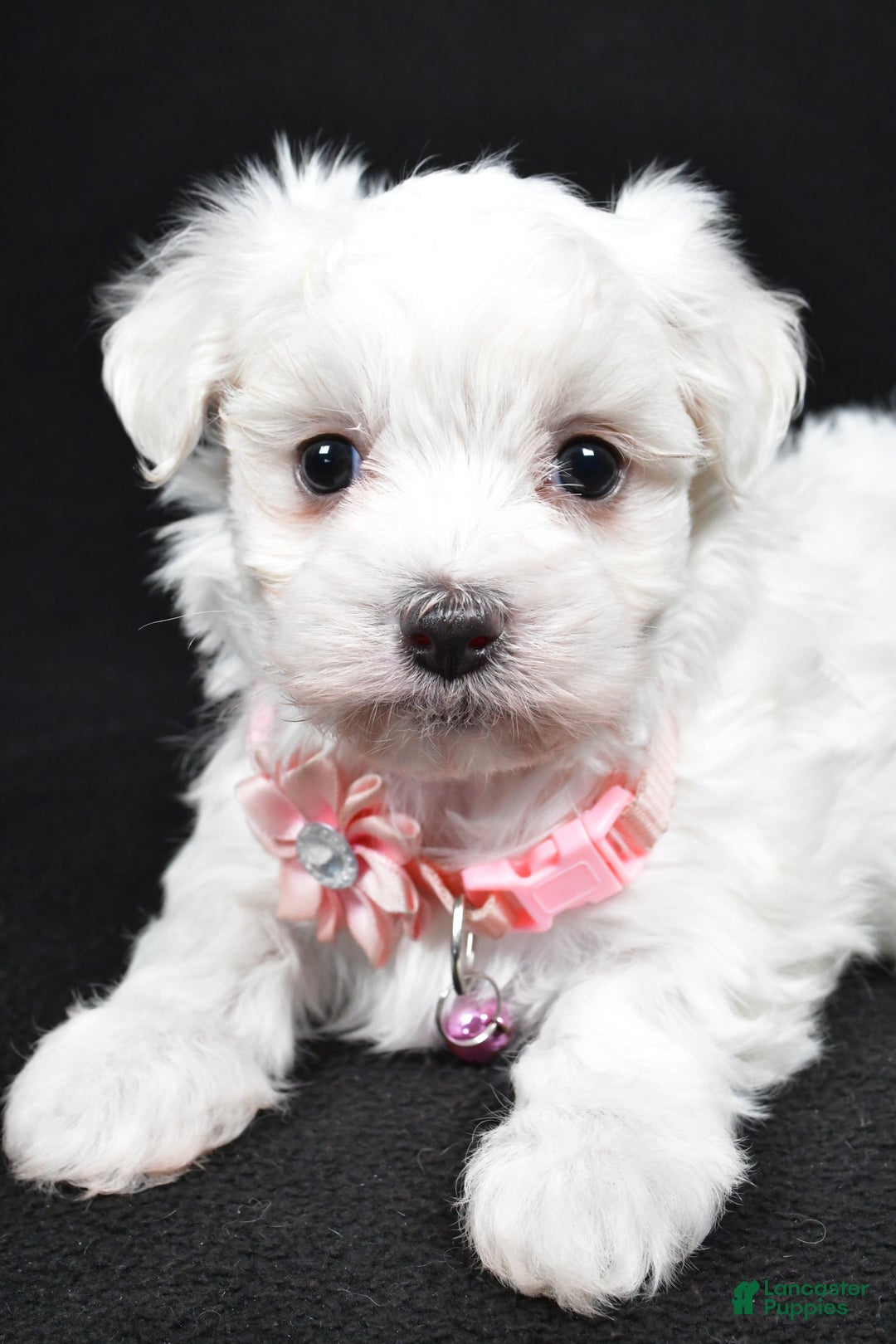 Maltese dogs for sale: Karma - Ad 10