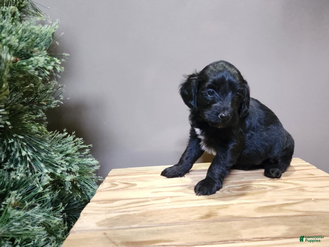 Mini Bernedoodle dogs for sale: Grace - Ad 12