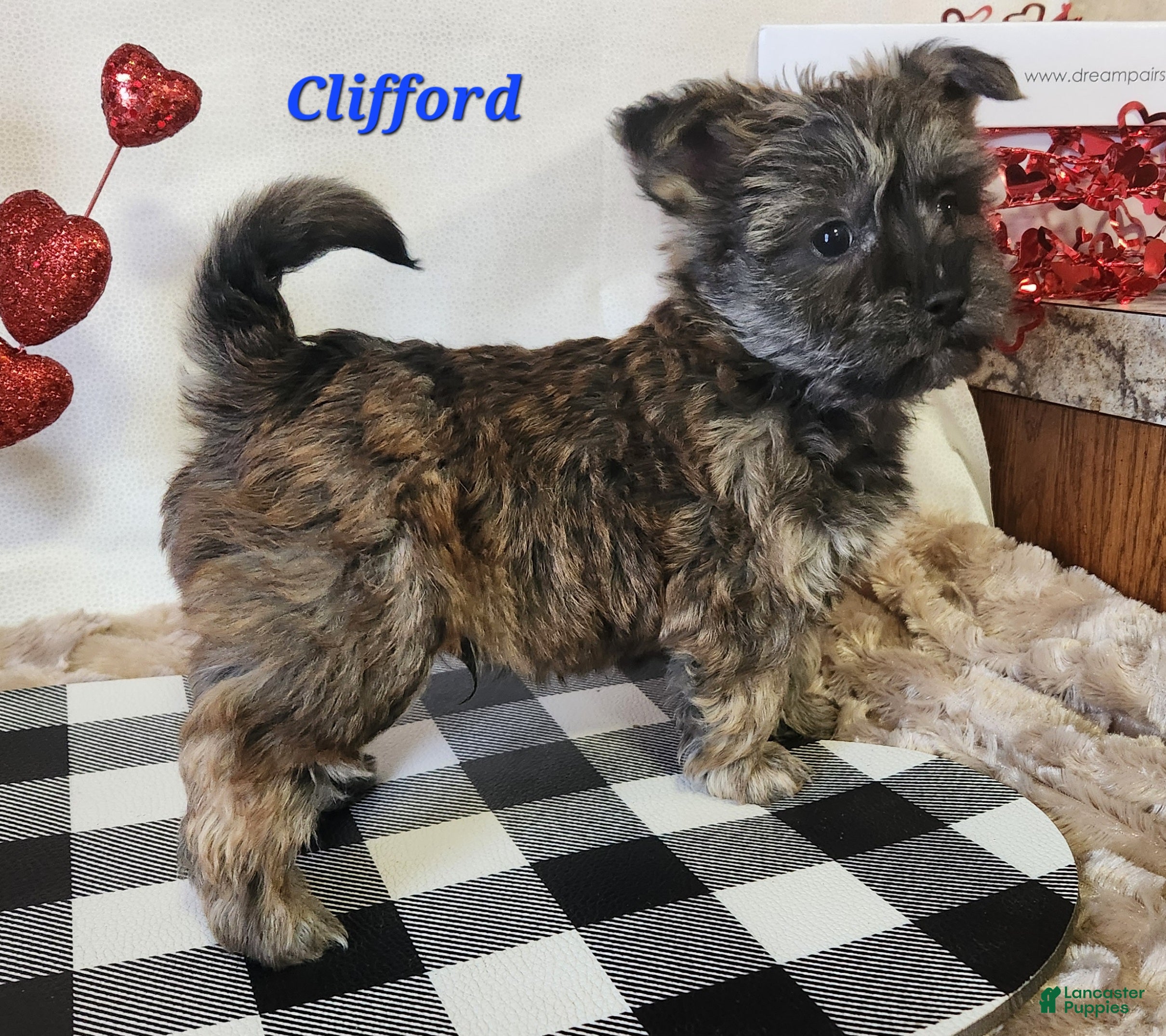 Yochon dogs Clifford - Ad 2