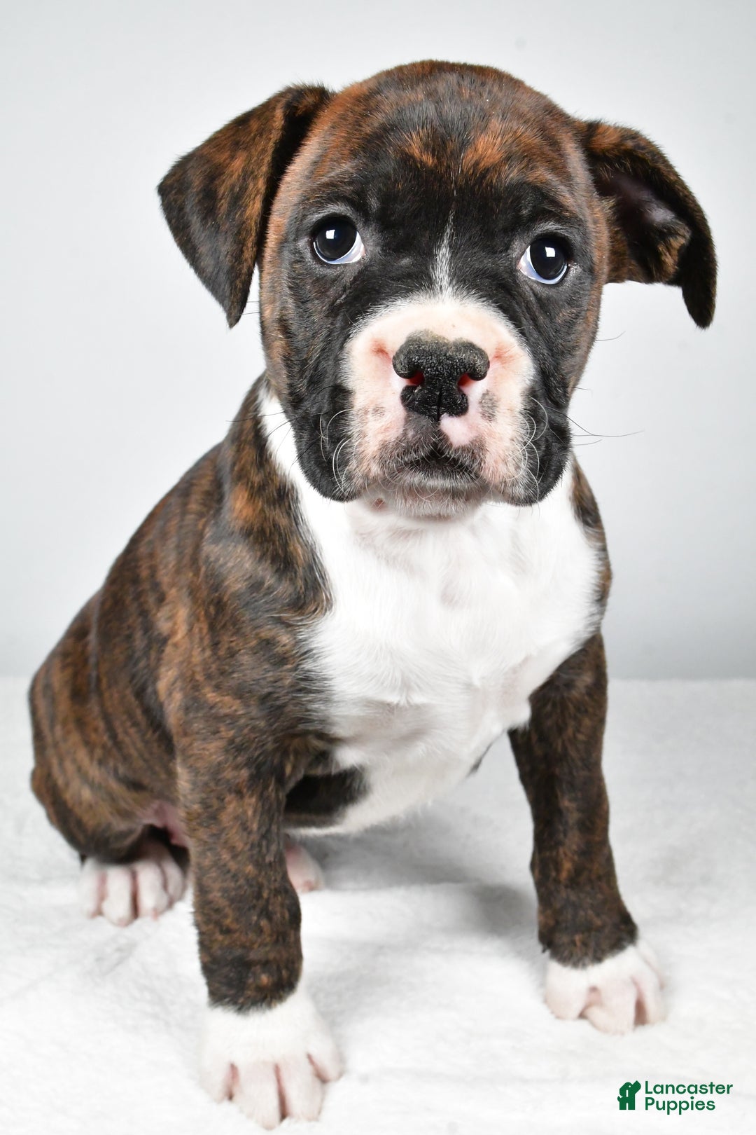 Boxer dogs for sale: Amber - Ad 6