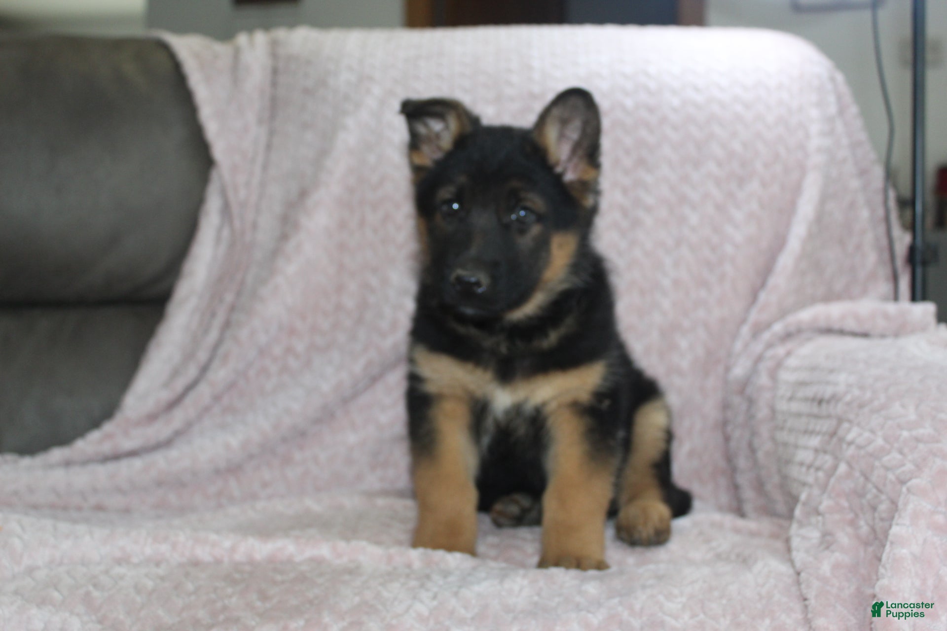 German Shepherd dogs Archie  - Ad 2