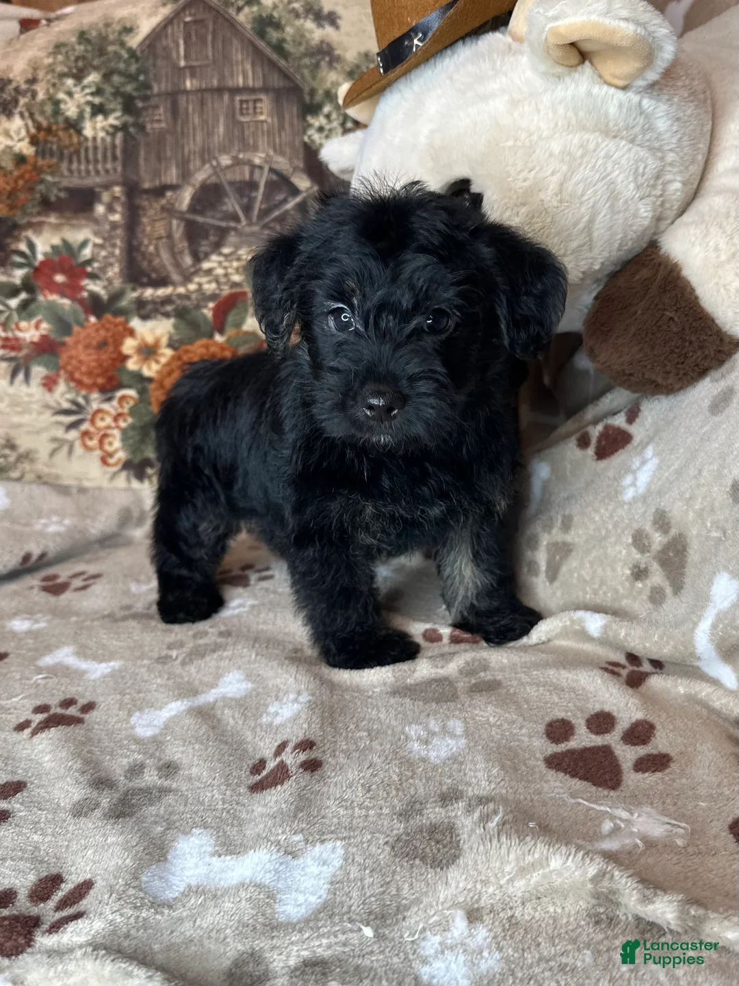 Yorkiepoo dogs for sale: Pumpkin - Ad 1