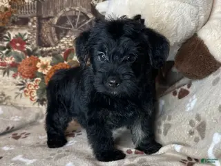 Yorkiepoo dogs Pumpkin - Ad 7