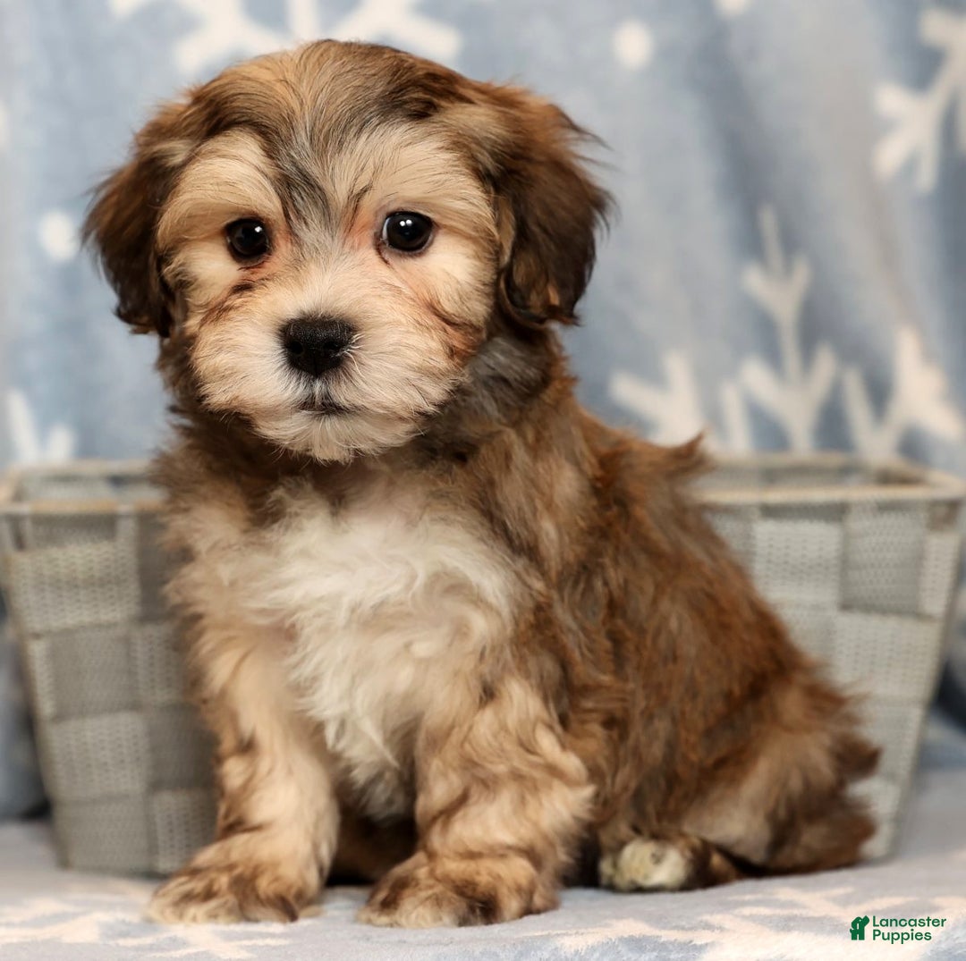 Yochon dogs for sale: Thomas - Ad 2