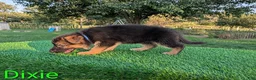 German Shepherd dogs for sale: Dixie - Ad 5