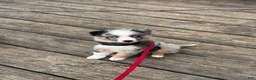 Australian Shepherd dogs for sale: Australian Shepherd Puppy  - Ad 4