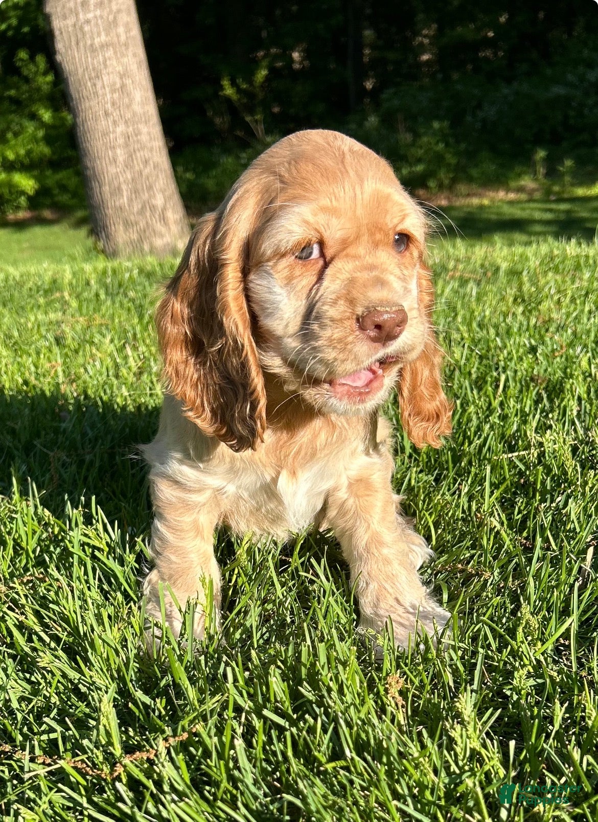 Cocker Spaniel dogs for sale: Gayle - Ad 3