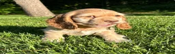 Cocker Spaniel dogs for sale: Gayle - Ad 1