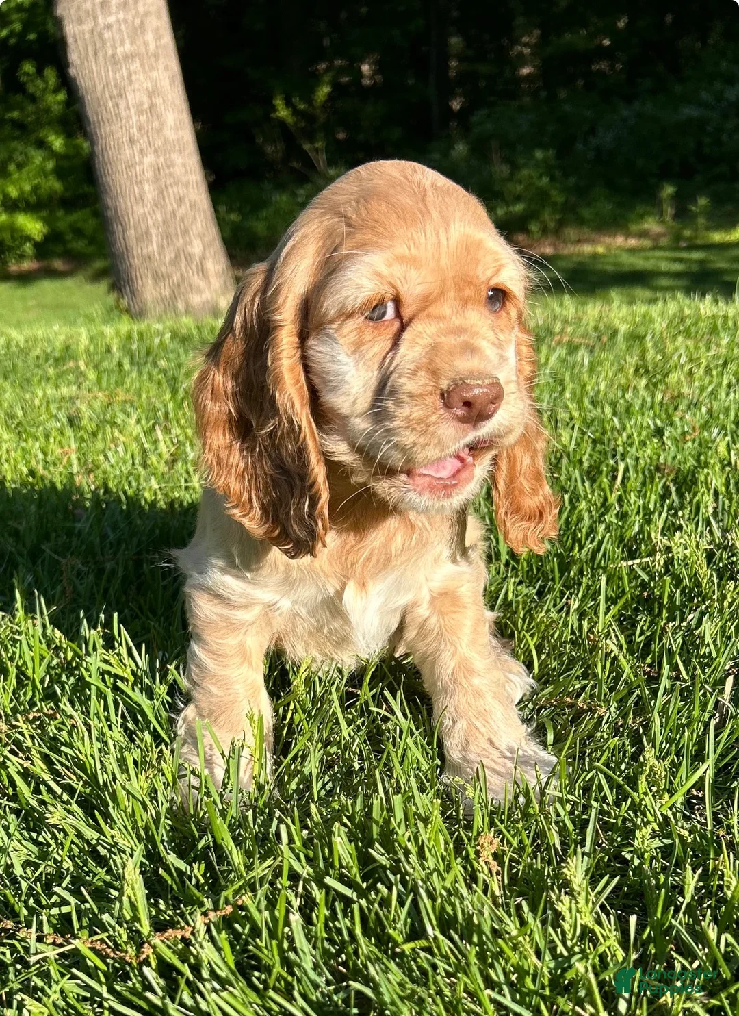 Cocker Spaniel dogs for sale: Gayle - Ad 1