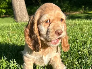 Cocker Spaniel dogs for sale: Gayle - Ad 3