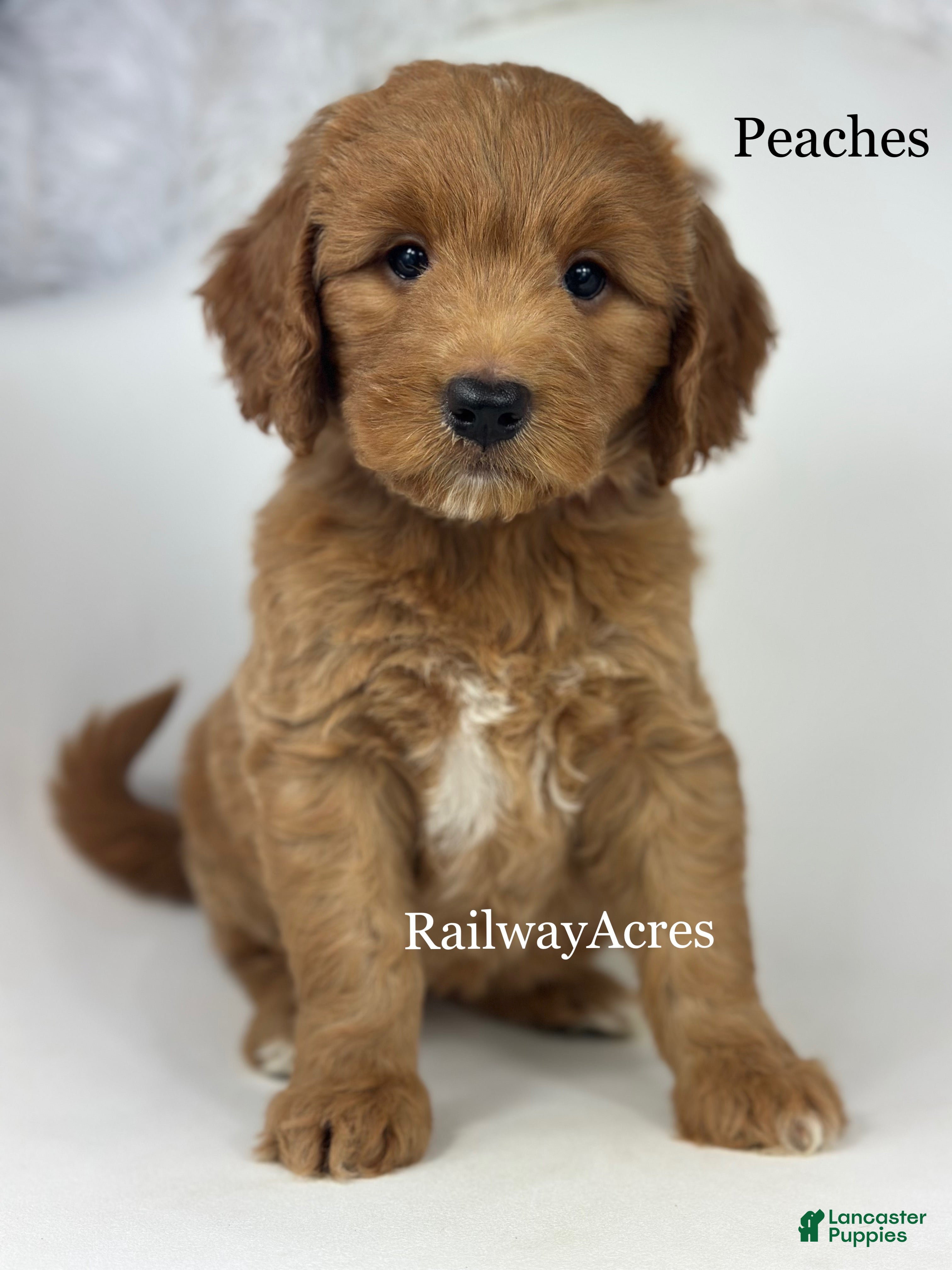 Goldendoodle dogs Peaches-Medium - Ad 6