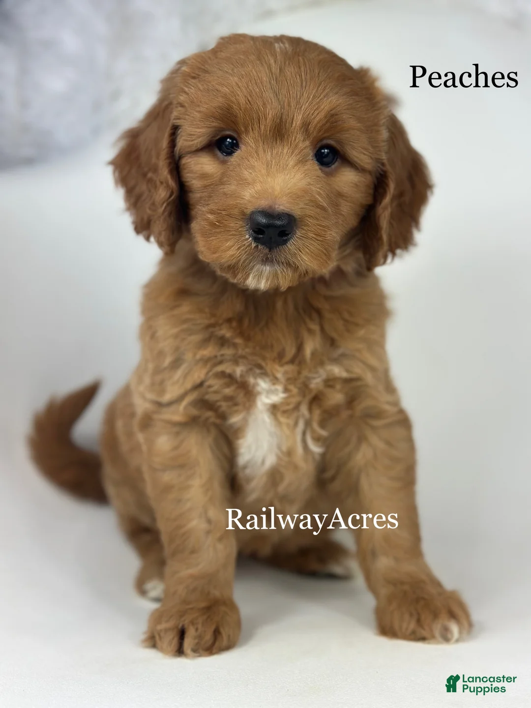 Goldendoodle dogs for sale: Peaches-Medium - Ad 1