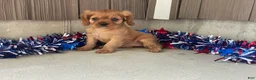 Cavalier King Charles Spaniel dogs for sale: Helen Cavalier King Charles Spaniel  - Ad 6