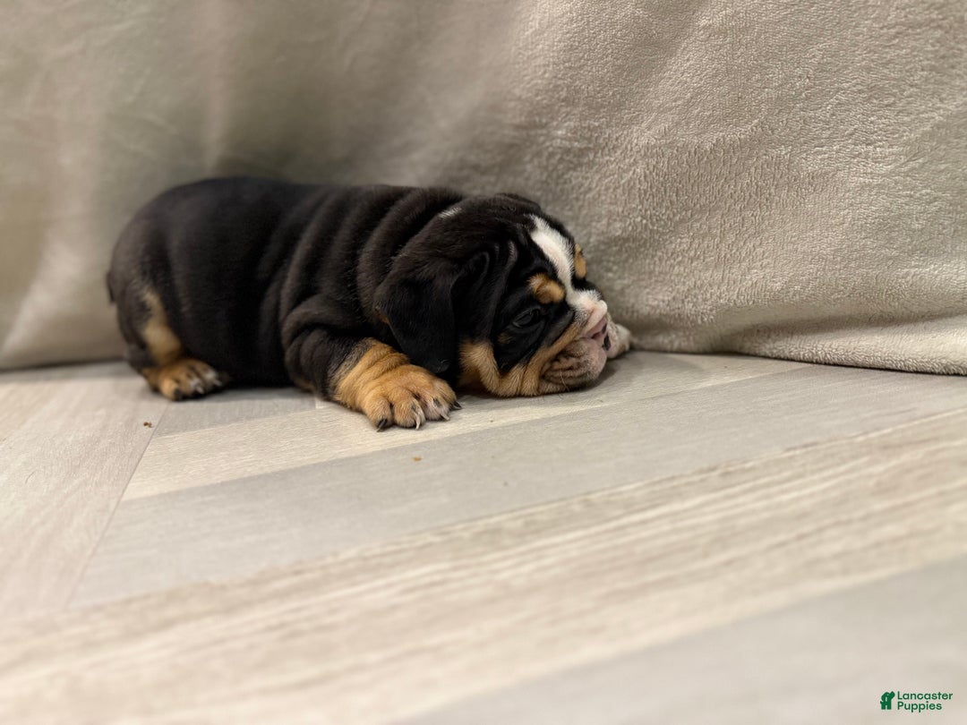 English Bulldog dogs for sale: Comet - Ad 3