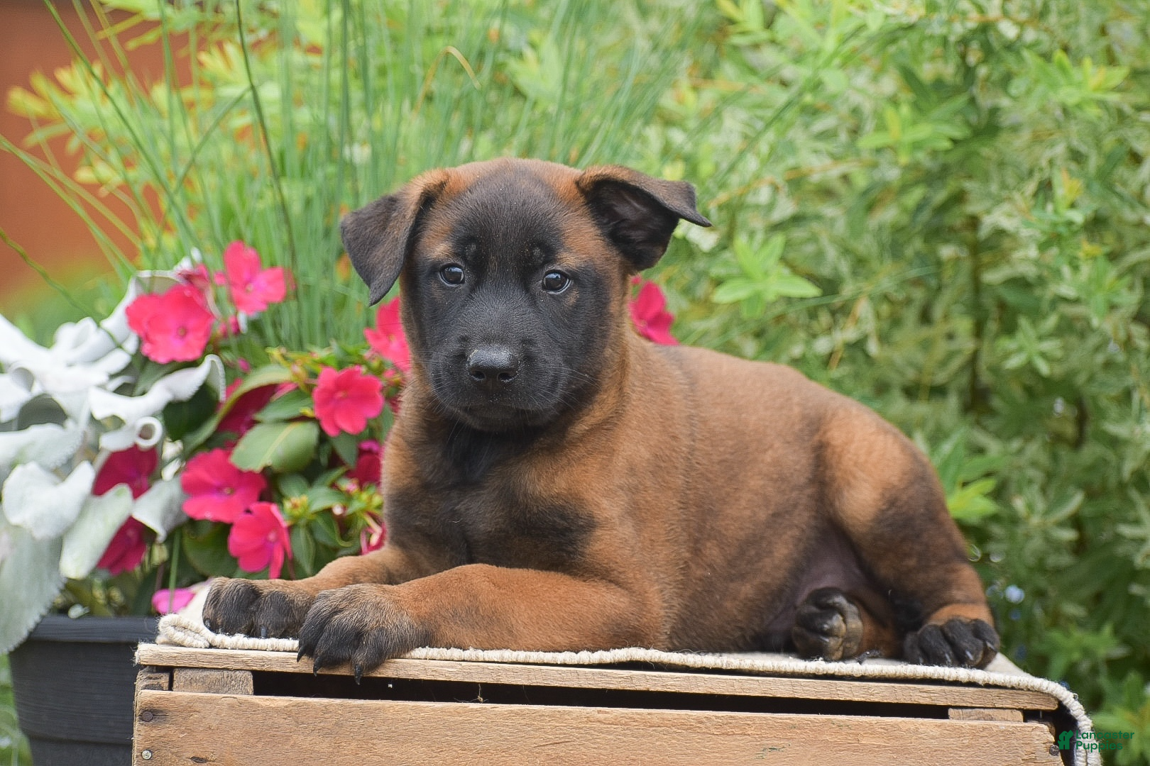 Belgian Malinois dogs Maverick - Ad 2