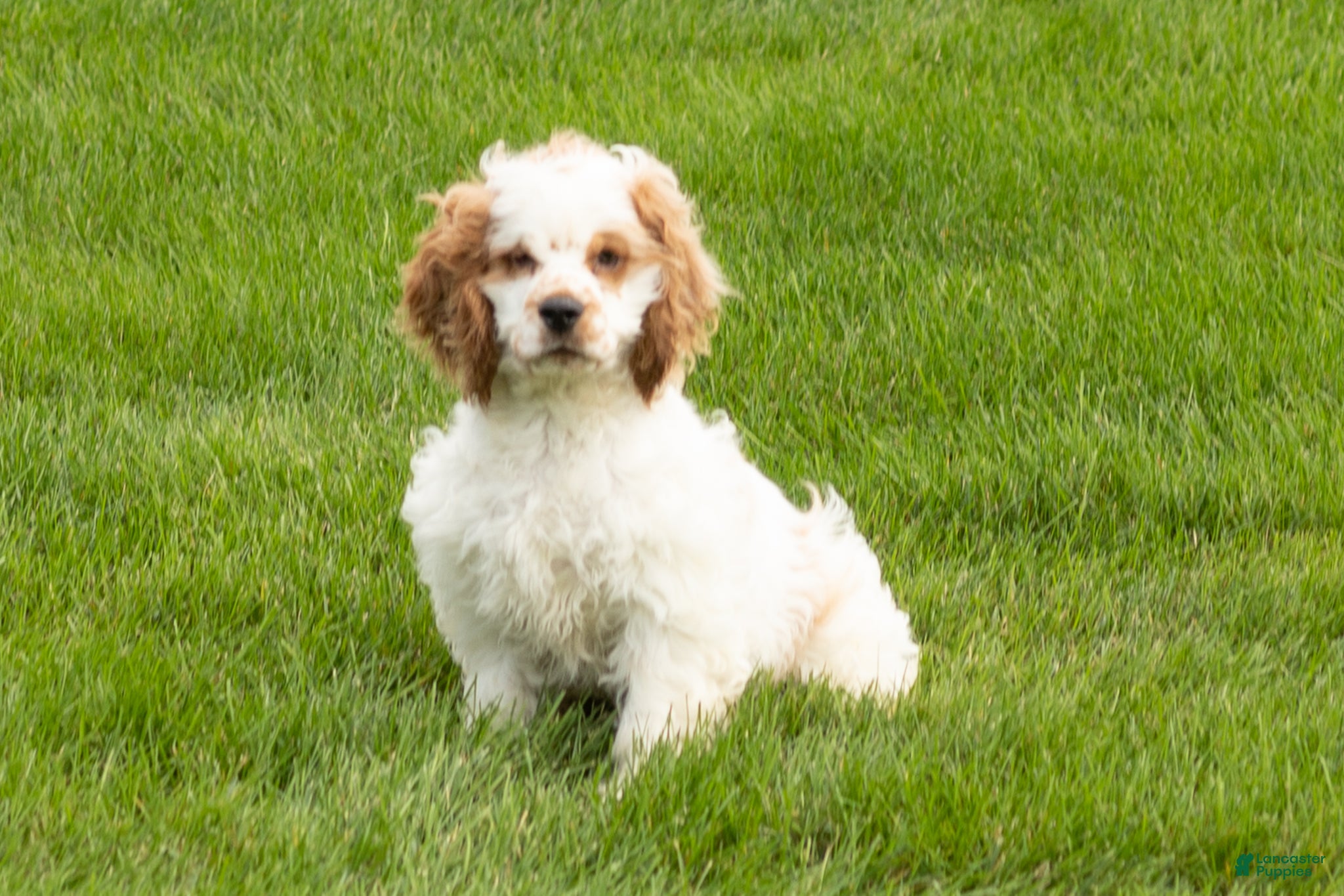 Cocker Spaniel dogs Reggie  - Ad 29