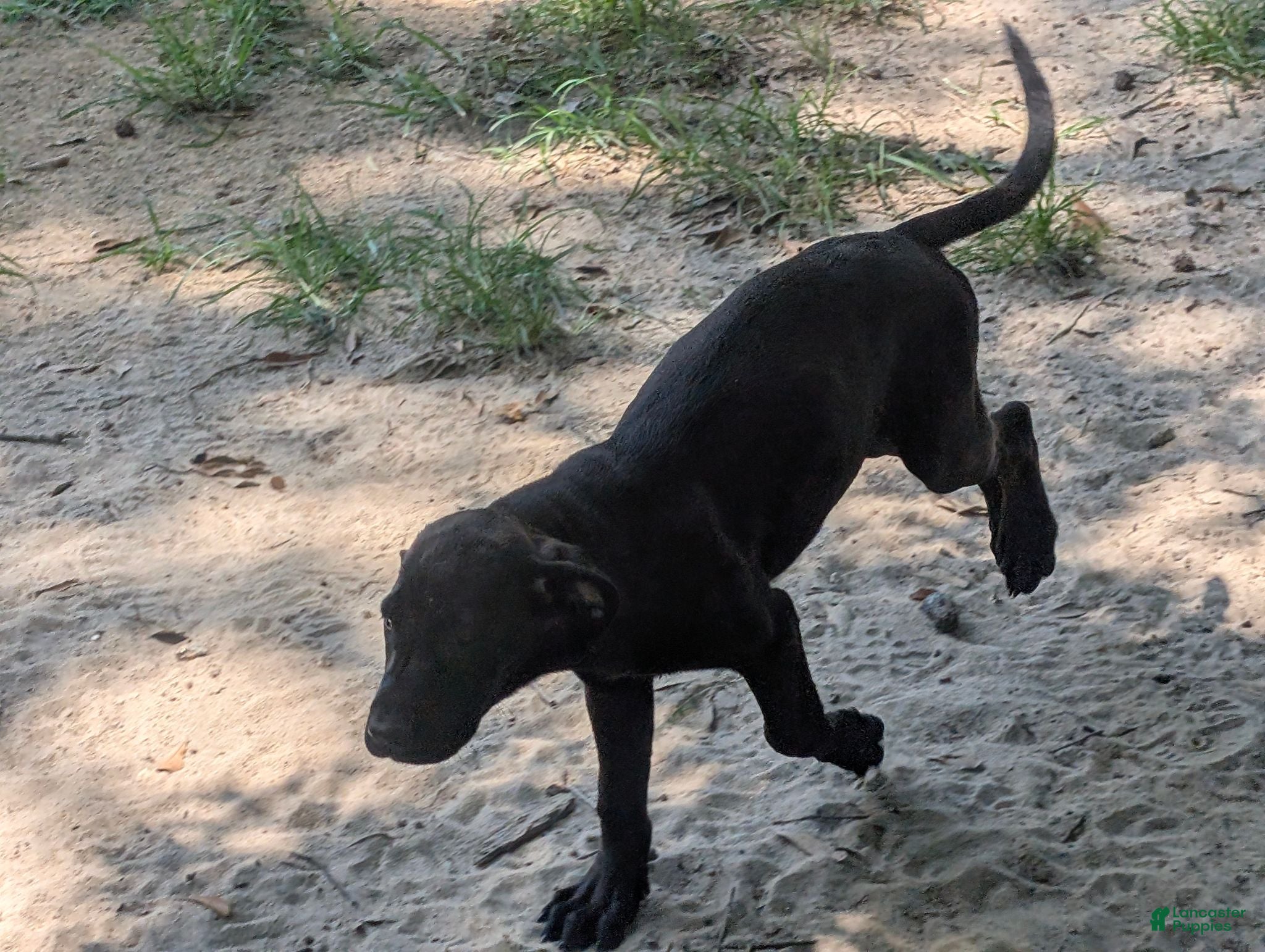 Labrador Retriever dogs Labrador Retriever 4 - Ad 1